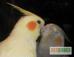 Кореллы и другие мелкие породы попугаев