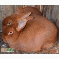 Продам кроленят породи: Фландр, новозеландець, сирибристі