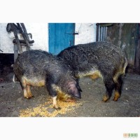 Свині породи Мангал, кнур породи Мангал, первістка-свиноматка