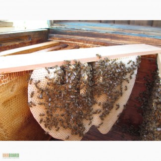 Пчелопакеты, пчелосемьи продам