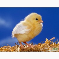 Суточные цыплята Ломан Браун