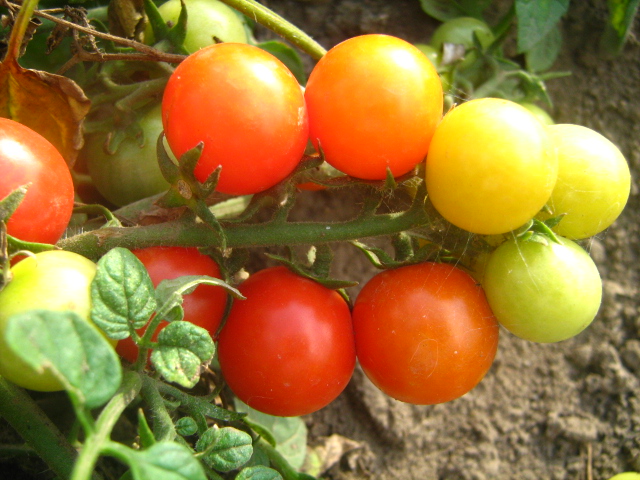 Фото 6. Семена томатов комнатных. 4 сорта
