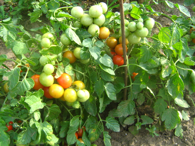Фото 7. Семена томатов комнатных. 4 сорта