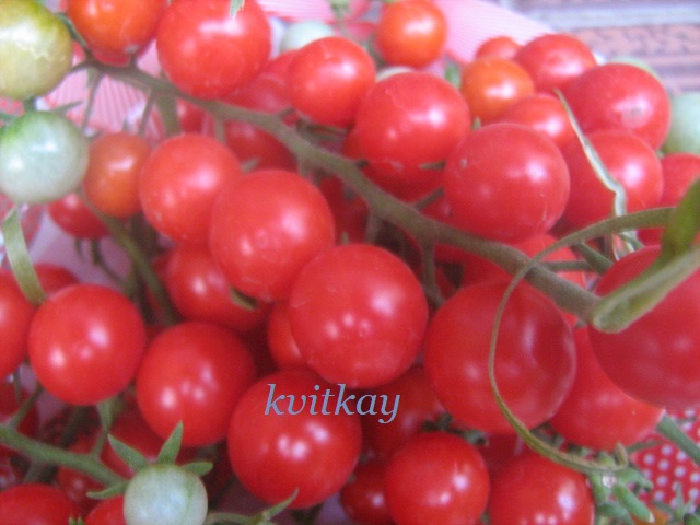 Фото 9. Семена томатов комнатных. 4 сорта