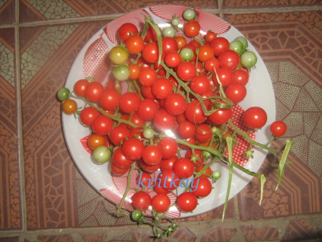 Фото 11. Семена томатов комнатных. 4 сорта