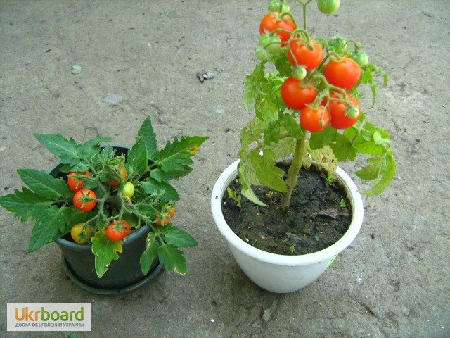 Фото 2. Семена томатов комнатных. 4 сорта
