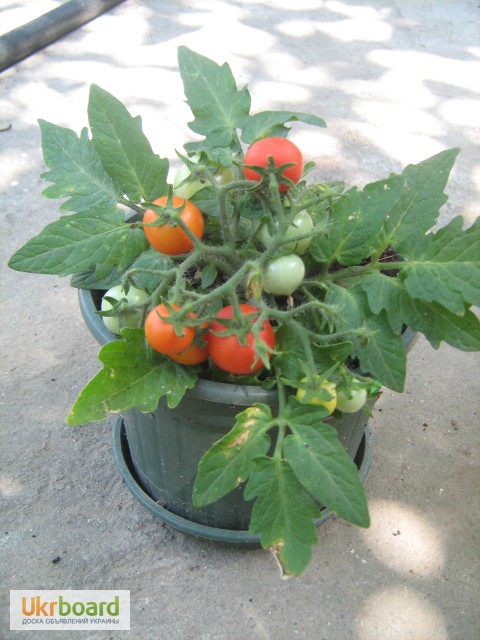 Фото 4. Семена томатов комнатных. 4 сорта