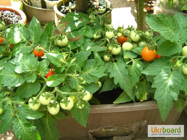 Фото 3. Семена томатов комнатных. 4 сорта