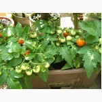 Семена томатов комнатных. 4 сорта