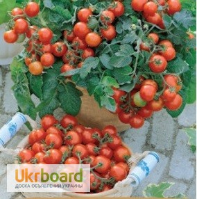 Фото 8. Семена томатов комнатных. 4 сорта