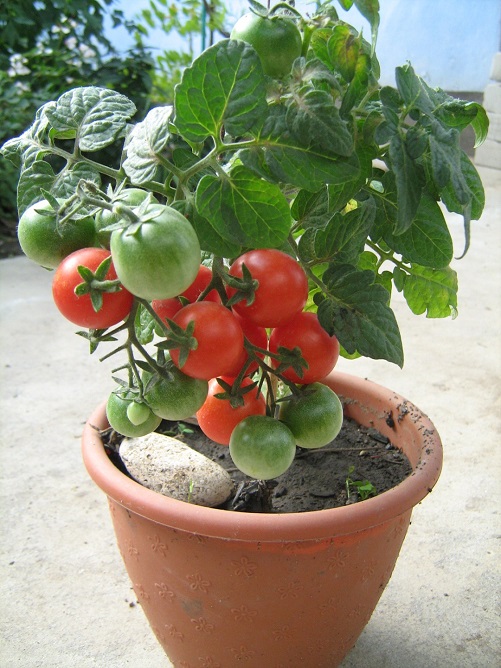 Фото 5. Семена томатов комнатных. 4 сорта