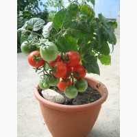 Семена томатов комнатных. 4 сорта
