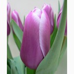 Тюльпаны в горшочках к 8 марта