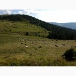 Отдых в горах Закарпатья летом в 2021г.Усадьба Алекс в Карпатах