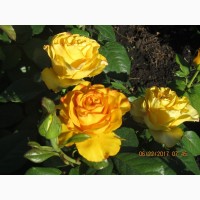 Розы Ассорти