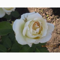 Розы Ассорти