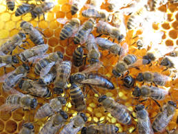 Фото 2. Продам пчелопакеты породы карпатка