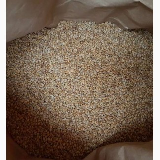Семена пшеницы BUFORD твердый озимый канадский трансгенный сорт (элита)