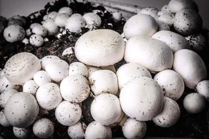 Фото 2. Выращивание грибов на дому