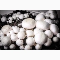 Выращивание грибов на дому