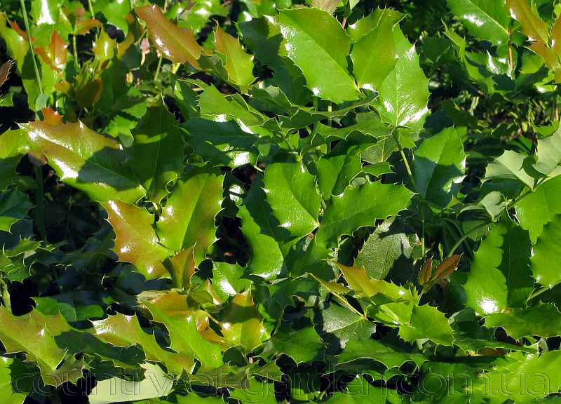 Фото 17. Продам саженцы замечательного вечнозеленого растения Магонии Падуболистной
