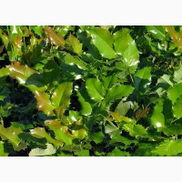 Продам саженцы замечательного вечнозеленого растения Магонии Падуболистной