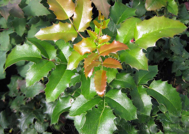 Фото 18. Продам саженцы замечательного вечнозеленого растения Магонии Падуболистной