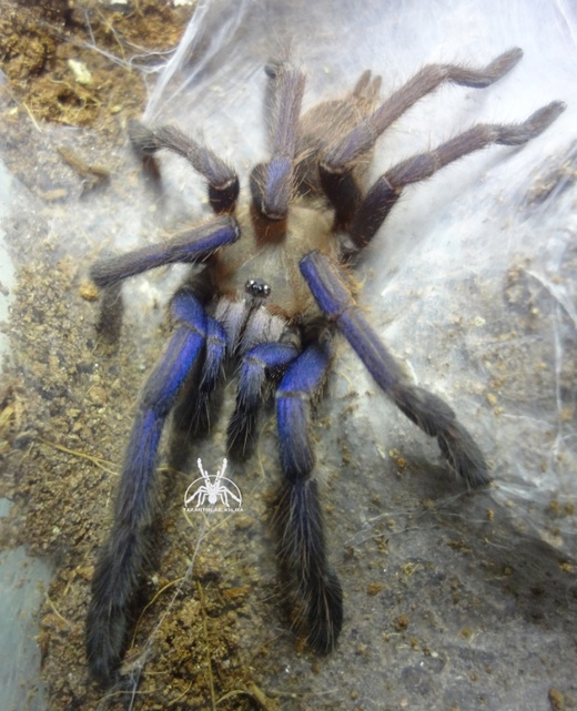 Паук Chilobrachys sp. Vietnam blue ЯД!, самка