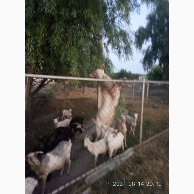 Фото 4. Продам стадо дойных коз