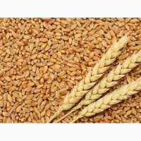 Зернова лабораторія дослідження якості зерна AGROLAB