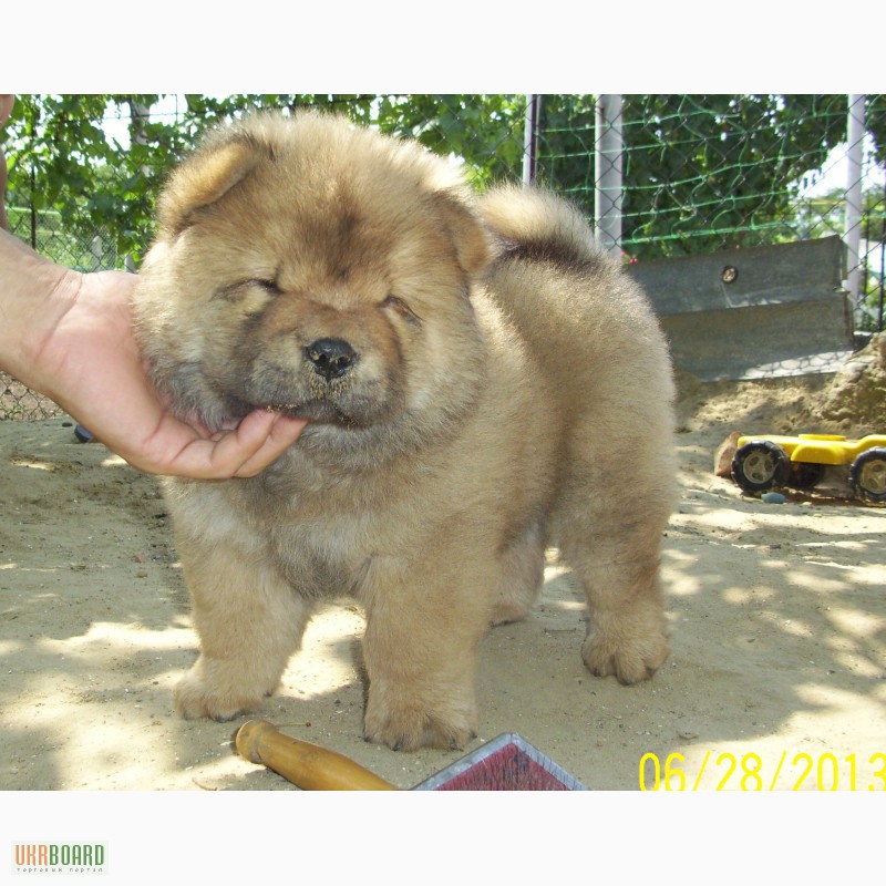 Фото 4. Продам элитных щенков чау-чау шоу класса, Chow Chow puppies