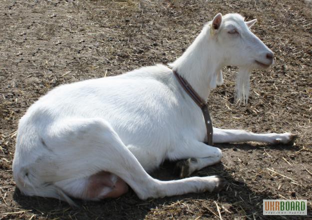Фото 3. Продам коз и козлят породы ламанча /безрогих /