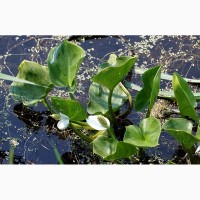 Калла болотна (водні та прибережні рослини)
