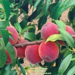 Продам саджанці плодових дерев