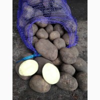 Посевной картофель оптом от производителя