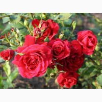 Продам саджанці плетючої рози