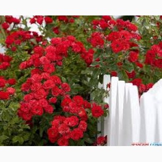 Продам саджанці плетючої рози