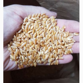 Продам семена пшеницы ALMA - мягкий канадский трансгенный озимый сорт (элита)