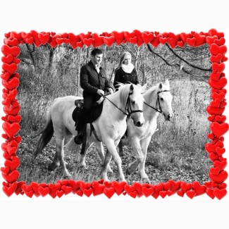 Подарок девушке на 8 марта - прогулка на белых лошадях