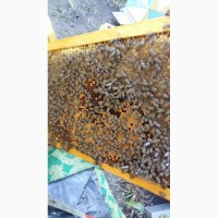 Пчеломатки Украинская Степная Порода