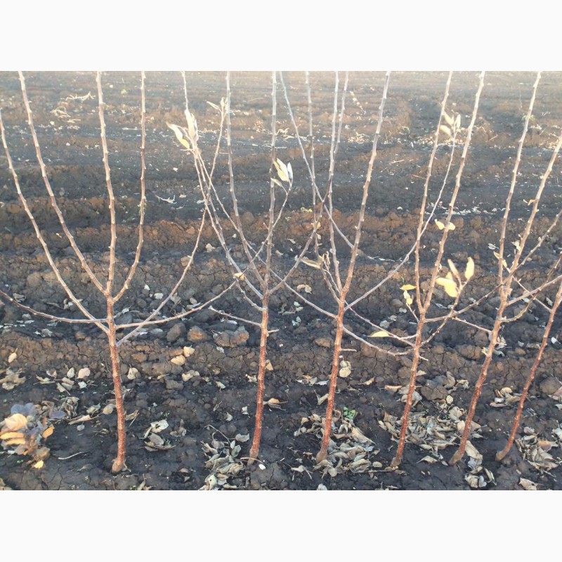 Фото 2. Саженцы яблони сезона осень 2019