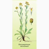 Продам саженцы Бессмертник и много других растений (опт от 1000 грн)