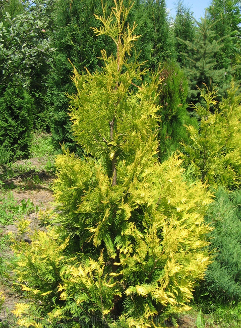 Продам саженцы Туи Западной и много других растений (опт от 1000 грн)