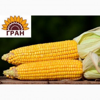 Насіння кукурудзи Онікс ФАО 350 ( якісне насіння + доставка )