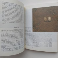 Птицы над полями Современные вопросы орнитологии Голованова