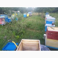 Бджолосім#039;ї та бджолопакети