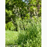 Грястиця збірна (Ежа сборная) - газонна трава - насінний матеріал