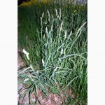 Грястиця збірна (Ежа сборная) - газонна трава - насінний матеріал