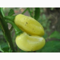 Семена перца острого Хабанеро, 10 сортов