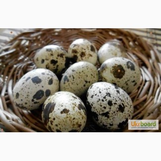 Яйца перепелиные домашние в Бортничах